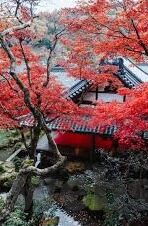 大象传媒回家-回归的呼唤，大象传媒的归家之旅